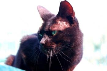 Orson Bild von Orson