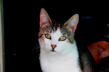 Mahoney Bild von Mahoney