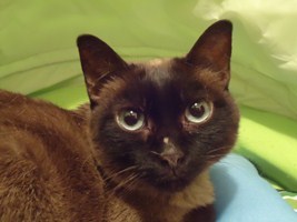 Josefina Brownie Bild von Josefina Brownie