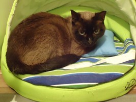 Josefina Brownie Bild von Josefina Brownie