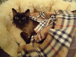 Josefina Brownie Bild von Josefina Brownie