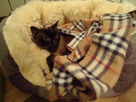 Josefina Brownie Bild von Josefina Brownie