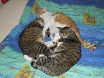 Picara Bild von Picara