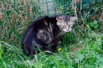 Sawyer Bild von Sawyer