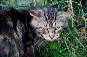 Sawyer Bild von Sawyer