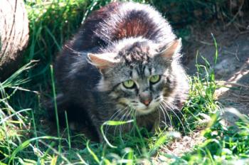 Sawyer Bild von Sawyer