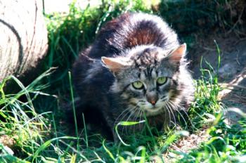 Sawyer Bild von Sawyer