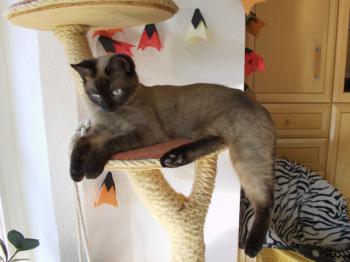 Bild von Bambu