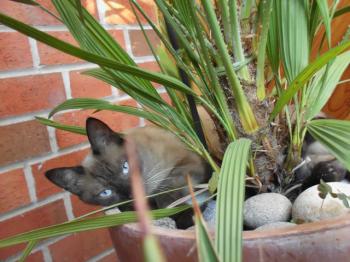 Bild von Bambu