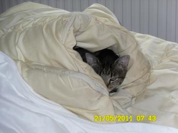 Bild von Cutie Pie
