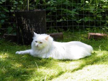 Bingo Bild von Bingo