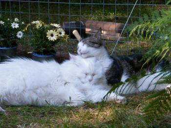 Bingo Bild von Bingo