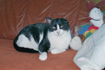 Gatito Bild von Gatito