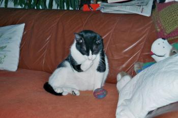 Gatito Bild von Gatito