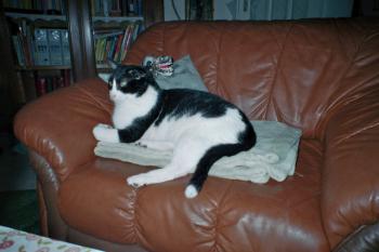 Gatito Bild von Gatito