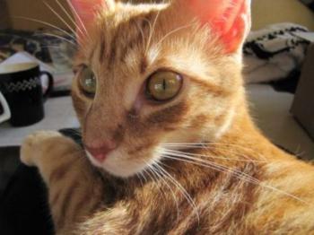 Bild von Tuna