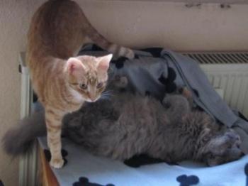 Bild von Tuna