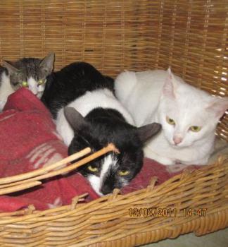 Pan Tau Bild von Pan Tau
