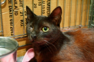 Peluso Bild von Peluso