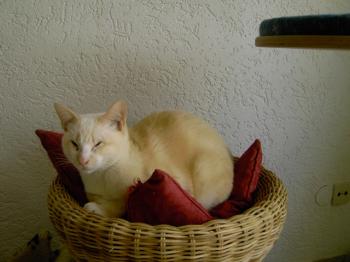 Muffin Bild von Muffin
