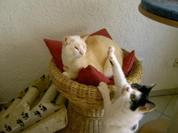 Muffin Bild von Muffin