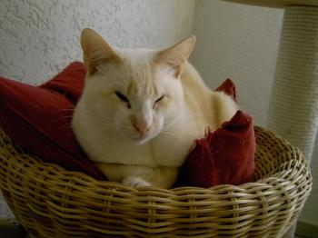 Muffin Bild von Muffin