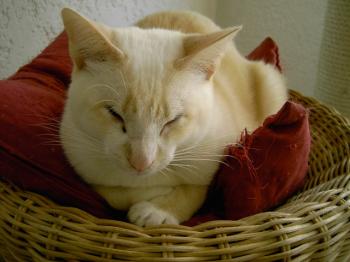 Muffin Bild von Muffin