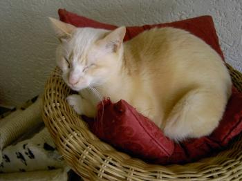 Muffin Bild von Muffin