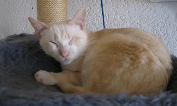 Muffin Bild von Muffin
