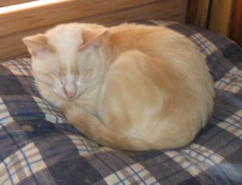 Muffin Bild von Muffin