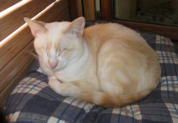 Muffin Bild von Muffin