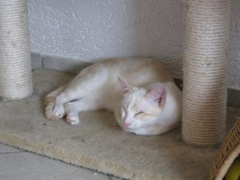 Muffin Bild von Muffin