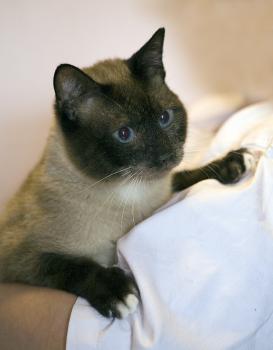 Morris Bild von Morris