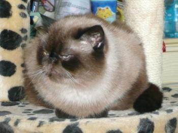 Bebo Bild von Bebo