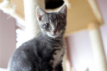Bambam Bild von Bambam