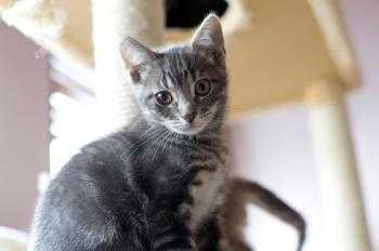 Bambam Bild von Bambam