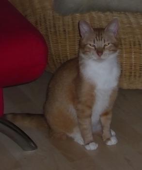 Costigan Bild von Costigan