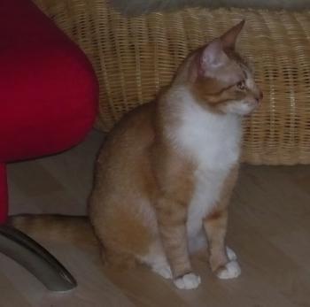 Costigan Bild von Costigan