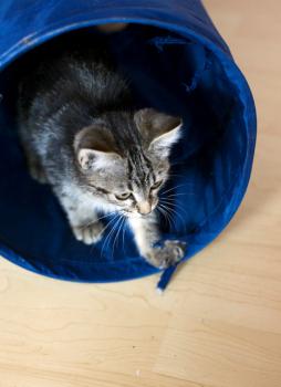 Felix Bild von Felix