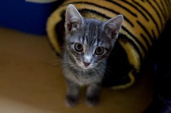 Bambam Bild von Bambam