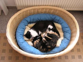 Bild von Uri