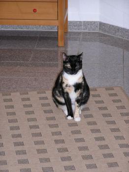 Bild von Uri