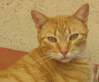 Bild von Sugar