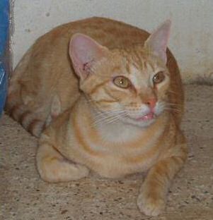 Bild von Sugar