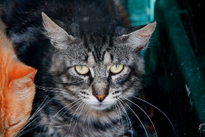 Sawyer Bild von Sawyer