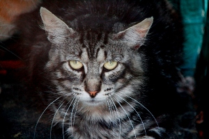 Sawyer Bild von Sawyer