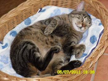 Bild von Cutie Pie