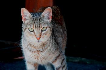 Tigra Bild von Tigra