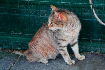 Tigra Bild von Tigra