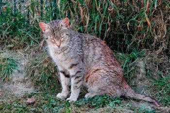 Tigra Bild von Tigra